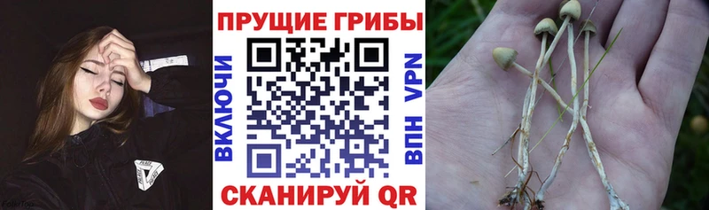 Галлюциногенные грибы Cubensis  blacksprut ONION  Кандалакша 